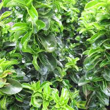 Euonymus Green Rocket (TR100) 30-40cm