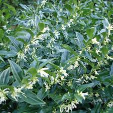 Sarcococca confusa (PT5L)