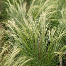 Stipa tennuissima (PT2L)