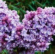 Syringa Katherine Havemeyer (PT50L) 200-225cm