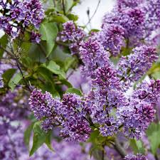 Syringa vulgaris  (PT25L) 120-150cm
