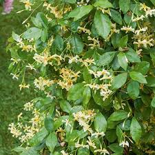 Trachelo star of toscane 160-200cm