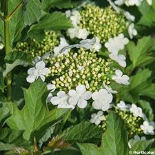 Viburnum opulus compactum (PT5L) 20CM-30cm