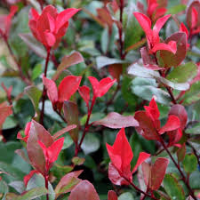 Photinia red robin (PT80L) 160-180cm