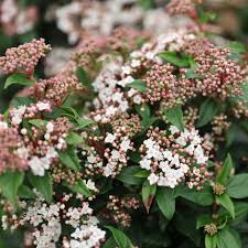 Viburnum tinus (PT5L) 40-60cm