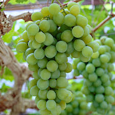 Vitis Vinera (FR100) 160-180cm