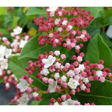Viburnum Tinus Gwenllian (PT3L) 20 - 30cm
