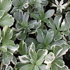 Pachysandra terminalis Variegata (PT3L)