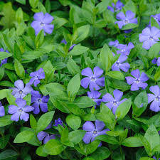 Vinca Minor (PT2L)