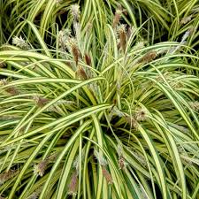 Carex oshimensis Evergold (PT2L)