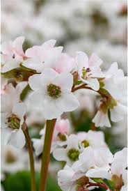 Bergenia Snow Crystal (PT2L)