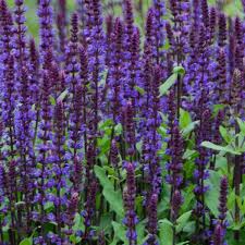 Salvia nemorosa caradonna (PT2L)