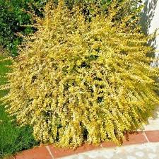 Lonicera nitida baggesens gold (PT5L) 20 - 30cm