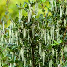 Garrya elliptica