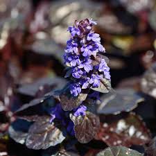 Ajuga rep. braunherz (PT2L)