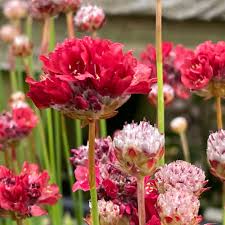 Armeria ballerina red (PT2L)
