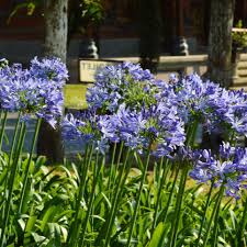 Agapanthus blue umbrella (PT2L)