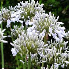 Agapanthus windsor grey (PT2L)