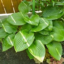 Hosta august moon (PT2L)