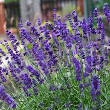 Lavandula Hidcote