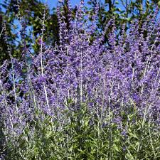 Perovskia blue steel (PT2L)