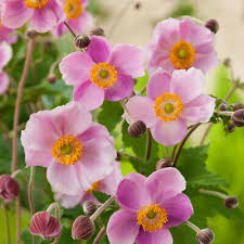 Anemone september charm (PT2L)