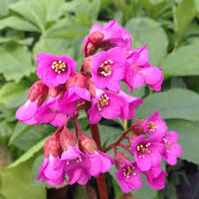 Bergenia rotblum (PT2L)