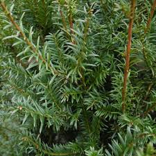 Taxus baccata