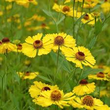 Helenium the bishop (PT2L)