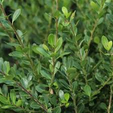 Ilex Crenata  (PT5L)  40-50cm