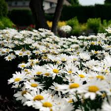 leucanthemum Ooh la lagrande (PT2L)