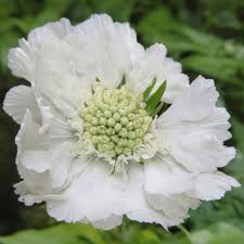 Scabiosa perfecta alba (PT2L)