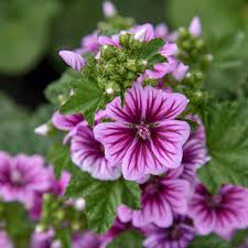Malva Sylvestris (PT2L)