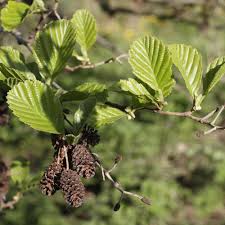 Alnus glutinos