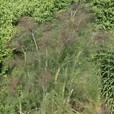 Fennel Bronze (PT2L)