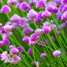 Chives (PT2L)