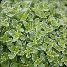 Oregano Gold variegated (PT2L)