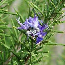 Rosemarinus Officinalis (PT2L)