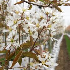 Amelanchier arborea (PT80L) G 10-12