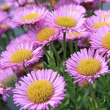 Erigeron glaucus (PT2L)