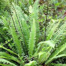 Fern Blechnum Spicant (PT2L)