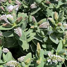 Hebe albicans (PT5L)