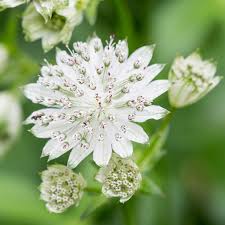 Astrantia alba (PT3L)