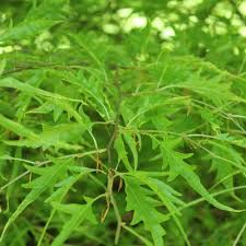 Fagus sylv asplenifolia (PT80L) G 12-14