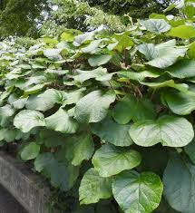 Actinidia chinensis (FR100) 180-200cm
