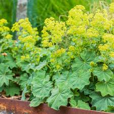 Alchemilla mollis (PT2L)