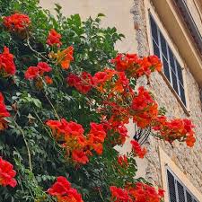 Campsis radicans (FR100) 180-200cm