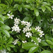 Choisya tenata (PT5L) 20-30cm