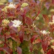 Cornus midwinter fire (PT5L) 20-30cm