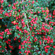 Cotoneaster horizontalis (FR100) 100-125cm